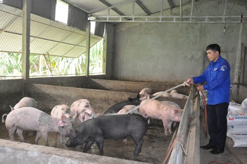  Anh Võ Văn Dương chăm sóc đàn lợn